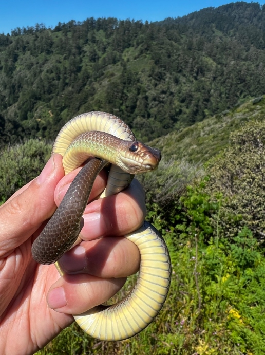 Yellowbelly Racer